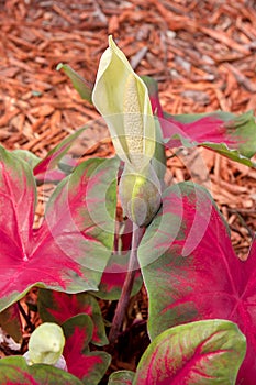 Caladium Flower In Bloom