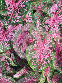 Hermoso grupo de rosa hojas. textura 