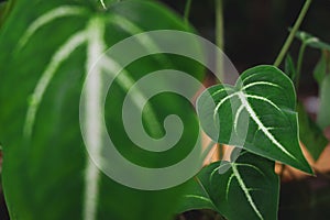 Caladium. Green leaves caladium with white line. Exotic ornamental plant. Green plant