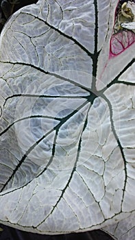 Caladium (Heart of Jesus, Angel Wings, or Elephant Ear) Plant Leaf.