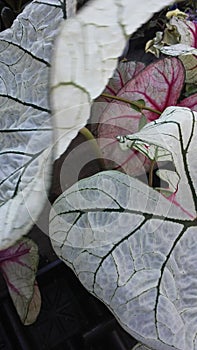 Caladium (Heart of Jesus, Angel Wings, or Elephant Ear) Plants.