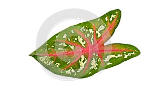 Caladium leaf