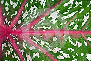 Caladium leaf background photo