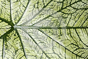 Caladium leaf background
