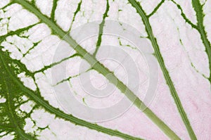 Caladium leaf background