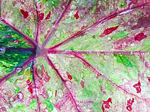 Caladium leaf background