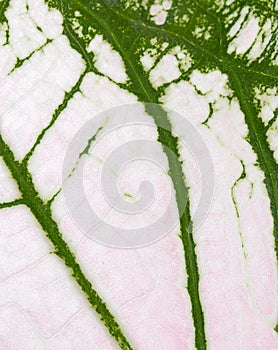 Caladium leaf background
