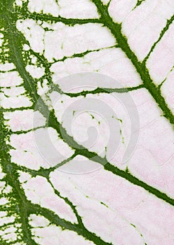 Caladium leaf background