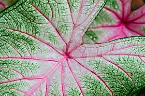 Caladium leaf detail photo