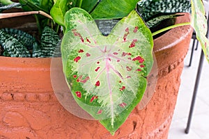 Caladium leaf green with pink veins