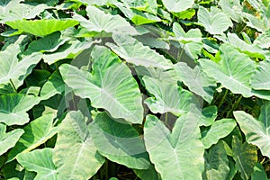 Caladium leave leaf background