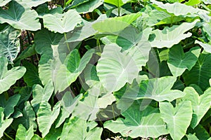 Caladium leave leaf background