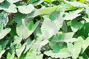 Caladium leave leaf background