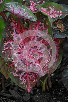 Caladium Leaves with Pink and Green