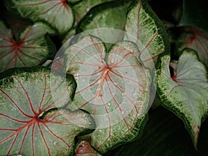 Caladium Leaves With Red Venation And Water Droplets