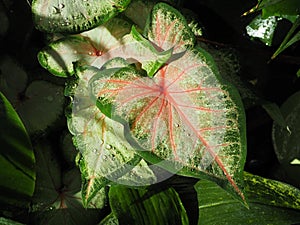 Caladium Leaves With Red Venation And Water Droplets