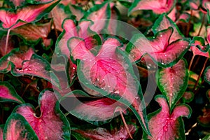 Caladium leaves with water droplets