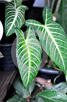 Caladium Lindenii, Caladium Xanthosoma or Magnificum or Caladium lindenii or Caladium and rain drop