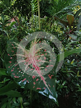 Caladium Plaint