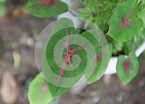 Caladium Plant