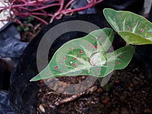 Caladium Plantae plants in the garden