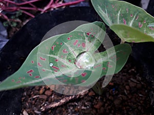 Caladium plante in the garden