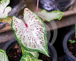 Caladium plants name Hong Suwan. It is a highly popular and expensive ornamental plant