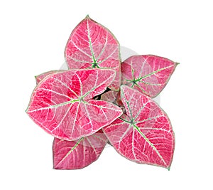 Caladium Queen of the Leafy Plants top view isolate on white background