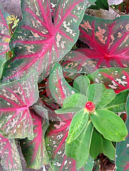 Caladium red