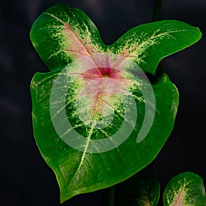 Caladium Rosebud leaf in selective focus