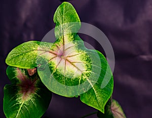 Caladium Rosebud leaf in selective focus