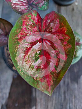 Caladium.Spotted leaves are popularly planted.  Especially if the spotted leaves are unique, there will be collectors.