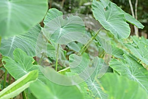 Caladium The tropical plant grown primarily for its edible corms, the root vegetables