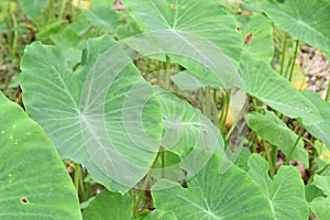 Caladium The tropical plant grown primarily for its edible corms, the root vegetables