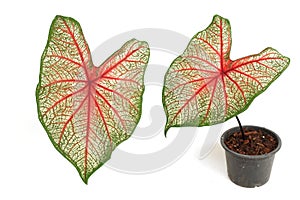Caladiums bicolor plant isolated on white background