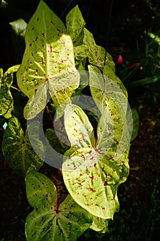 Caladiums