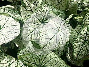 Caladiums