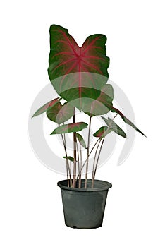Caladiums in pot