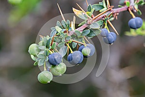 Calafate fruits - typical fuit of Patagonia