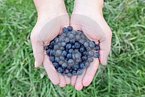 Calafate fruits - typical fuit of Patagonia