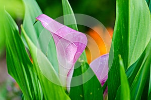 Calalily in a garden