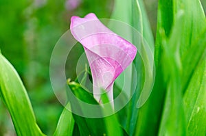 Calalily in a mulch bed