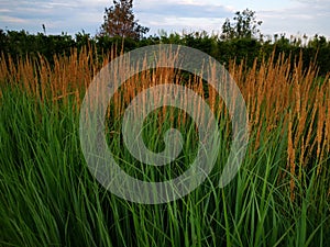 Calamagrostis acutiformis Karl Foerster - ornamental grass