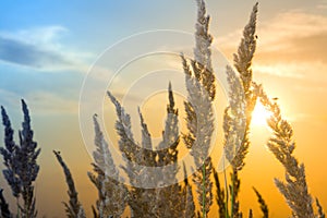 Calamagrostis arundinacea