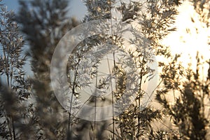 Calamagrostis arundinacea at sunset