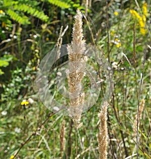 Calamagrostis epigejos grows in the wild