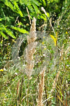 Calamagrostis epigejos grows in the wild