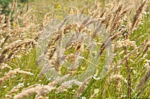 Calamagrostis epigejos grows in the wild