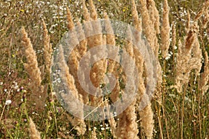 Calamagrostis epigejos grows in the wild