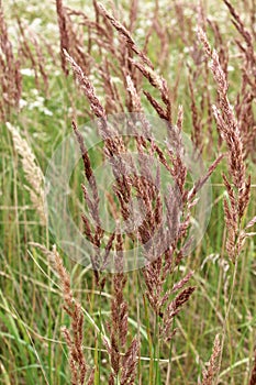 Calamagrostis epigejos grows in the wild